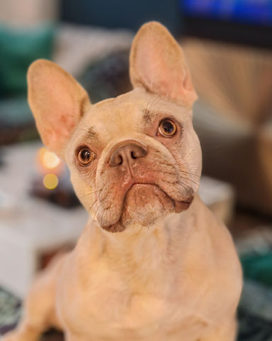 french bulldog close up