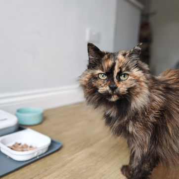 long fur cat
