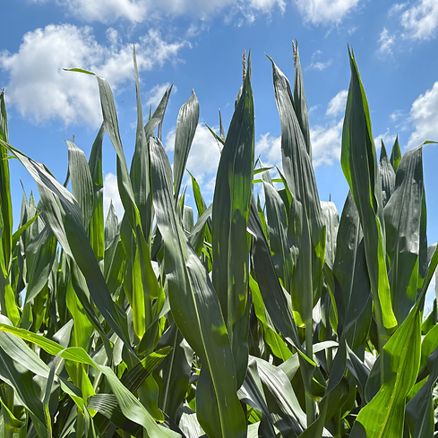 corn.png