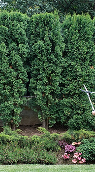 Gardener_edited.jpg