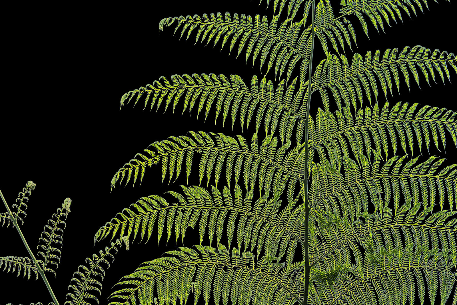 In the Stillness of the Night