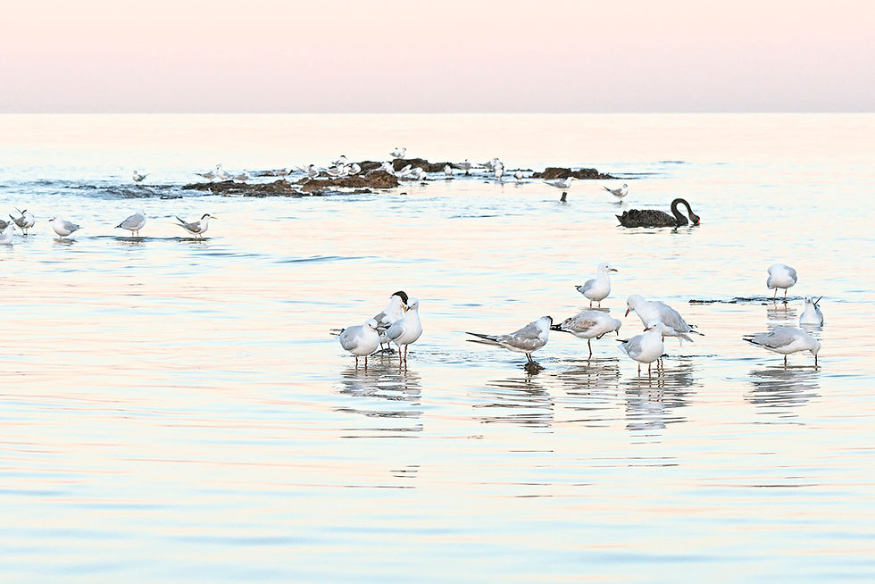 Thumbnail: The Birds at Beaumaris