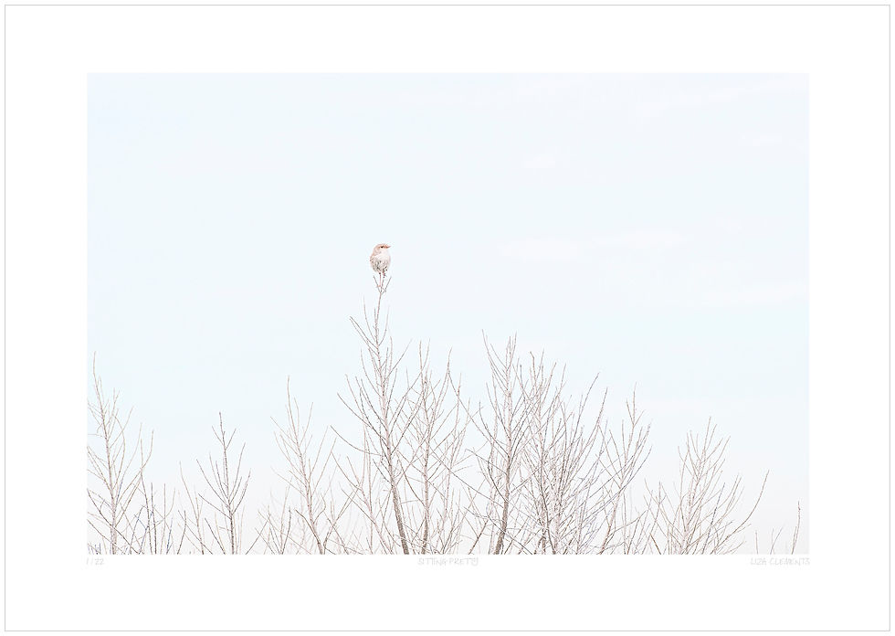Thumbnail: Sitting Pretty