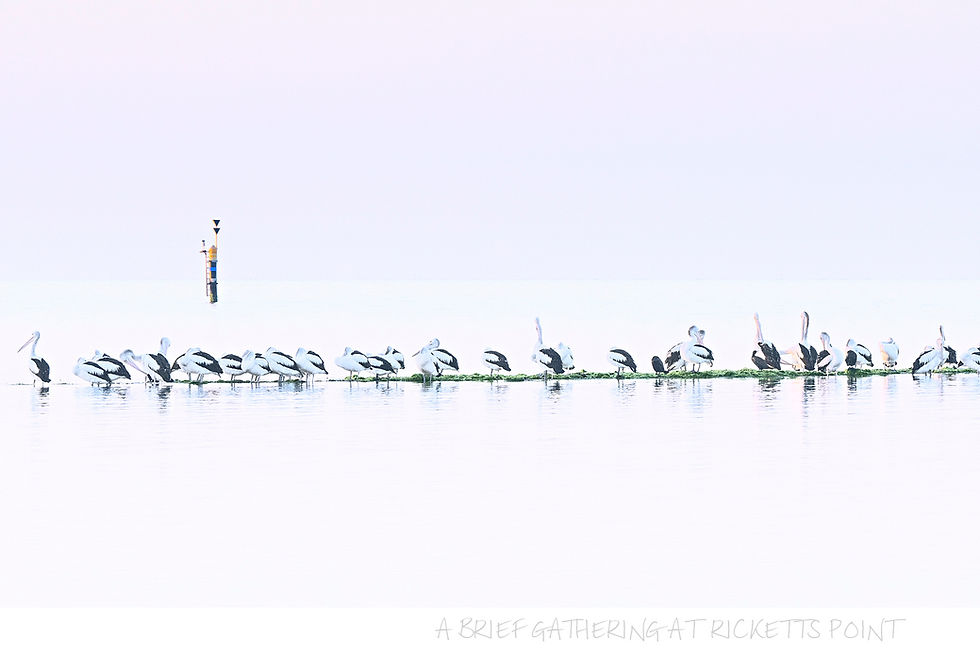 Thumbnail: A Brief Gathering at Ricketts Point