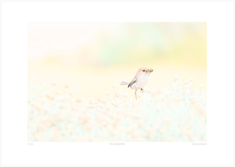 Thumbnail: The Early Bird