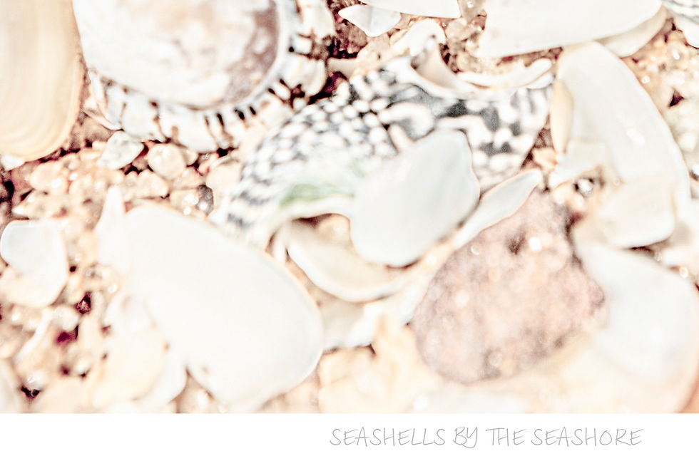 Thumbnail: Seashells by the Seashore