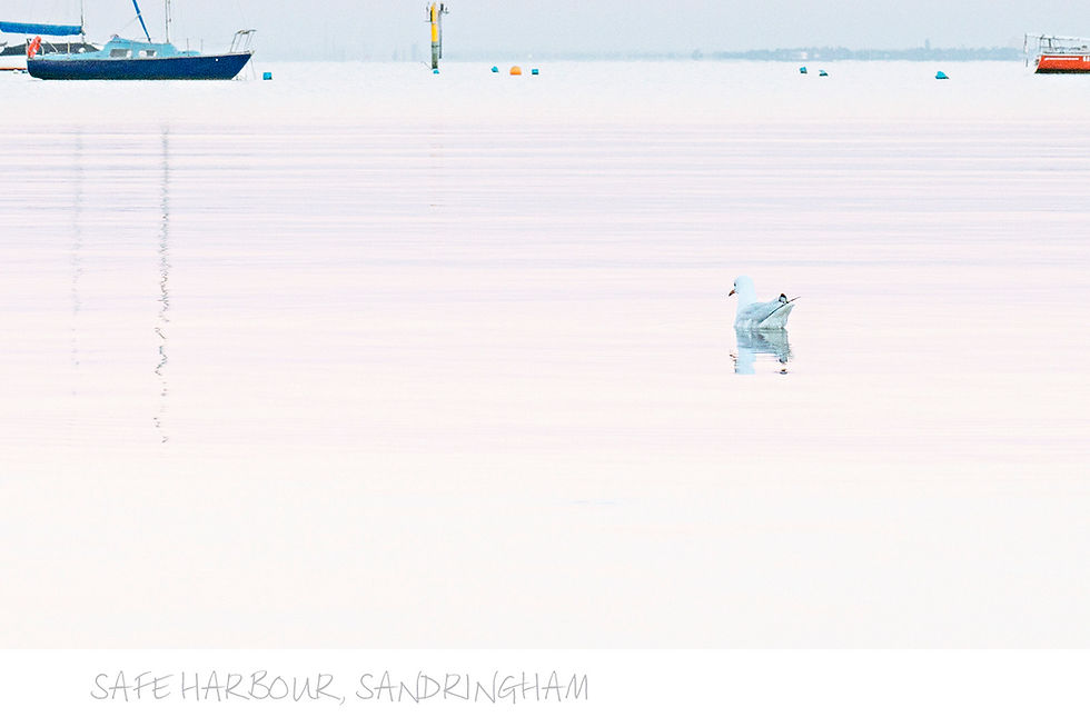 Thumbnail: Safe Harbour, Sandringham