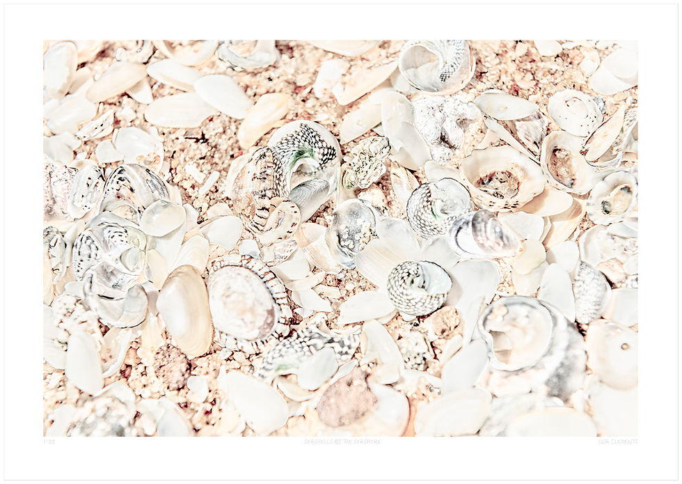 Thumbnail: Seashells by the Seashore