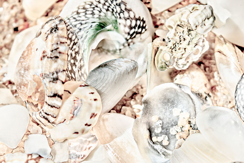 Thumbnail: Seashells by the Seashore