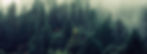 Misty%20shroud%20over%20a%20forest_edited.jpg