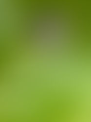 "Samedi les Petits" au Musée et "exploration musicale" du jardin potager d'Héol " : Un accès à la culture pour les plus jeunes