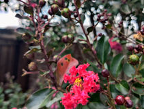 bright pink crepe myrtle blooms and buds