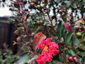 bright pink crepe myrtle blooms and buds