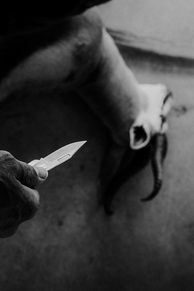 Ein Messer bildet den Vordergrund für einen erlegten Springbock im Khomas Hochland in Namibia