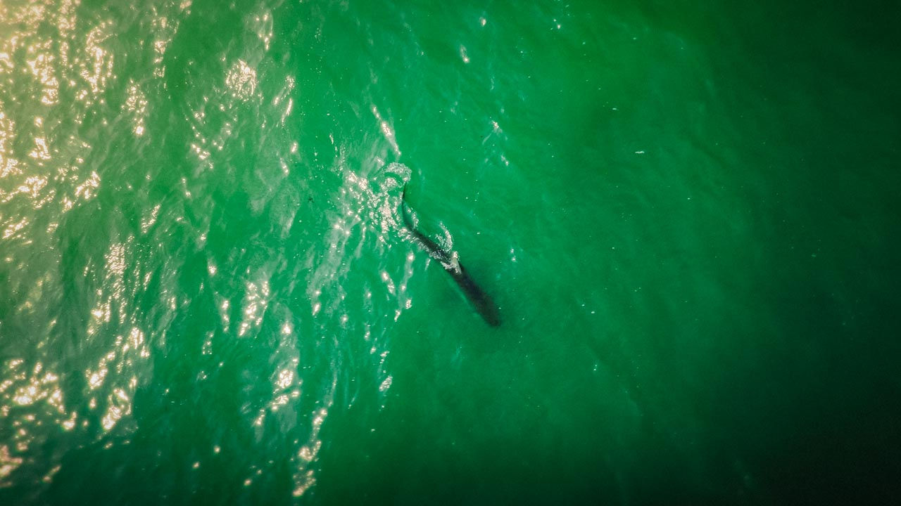 Kupferhai schwimmt im Meer bei Swakopmund in Namibia