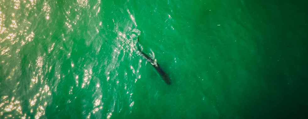 Kupferhai schwimmt im Meer bei Swakopmund in Namibia