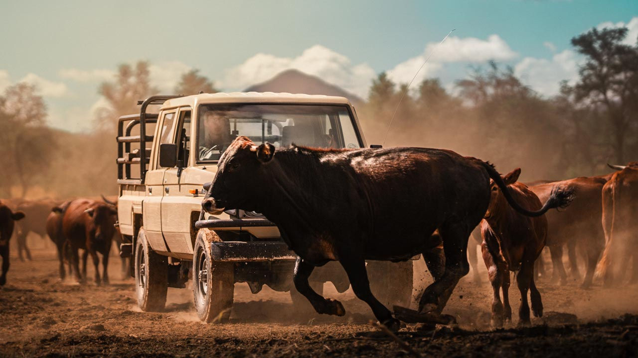 Henner Garbade fährt mit einem Toyota Landcruiser durch seine Rinderfarm im Khomas Hochland in Namibia