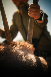 Huntsman And The Butcher streicht über das Horn der Oryxantilope in Namibia