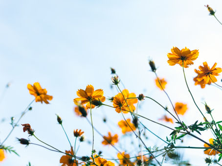 Spring 2020 Newsletter