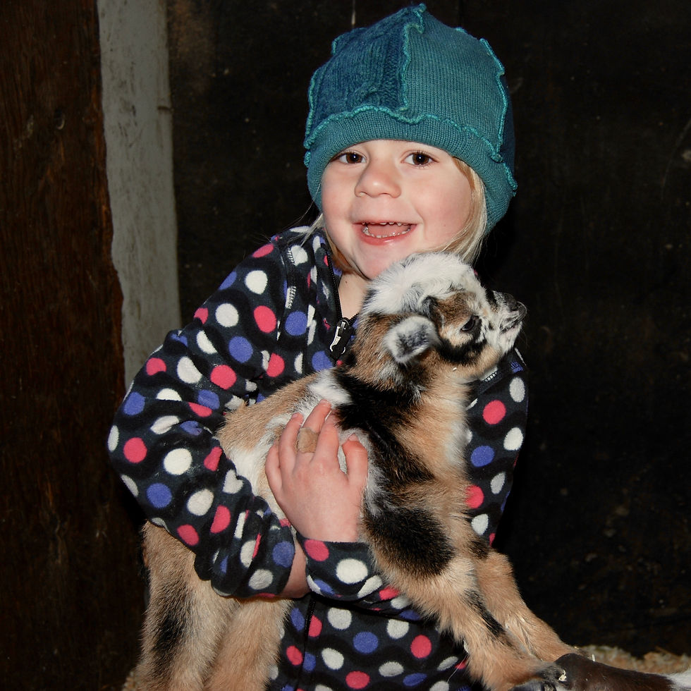 Kids can enjoy playing with this small breed of goat