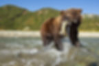 Brown bears in Alaska can eat up to 90 pounds of food a day during salmon season, turning rivers into their personal all-you-can-eat buffets!