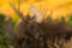 In Alaska, moose are such strong swimmers that they can dive up to 20 feet underwater to munch on aquatic plants!