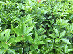 9月お彼岸出荷用樒
