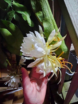 Queen of the night flower