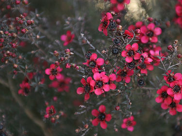Pink Shrub