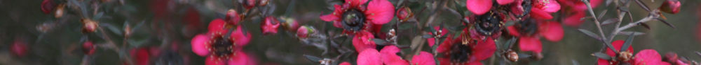 counselling services