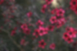 rose Arbuste