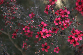 Rosa Arbusto