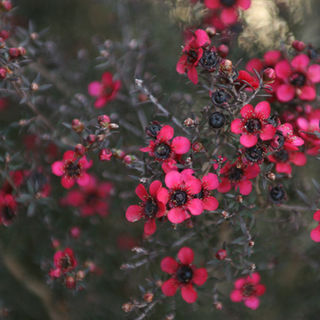 rose Arbuste 