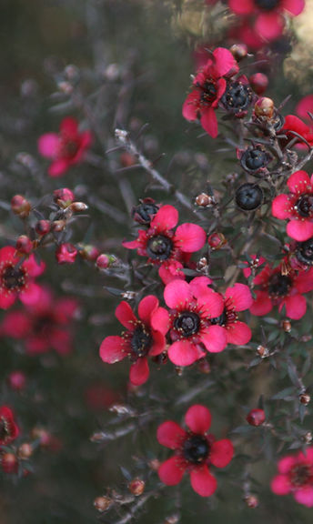 Pink Flowers Blooming