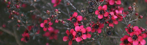 Arbusto de color rosa 