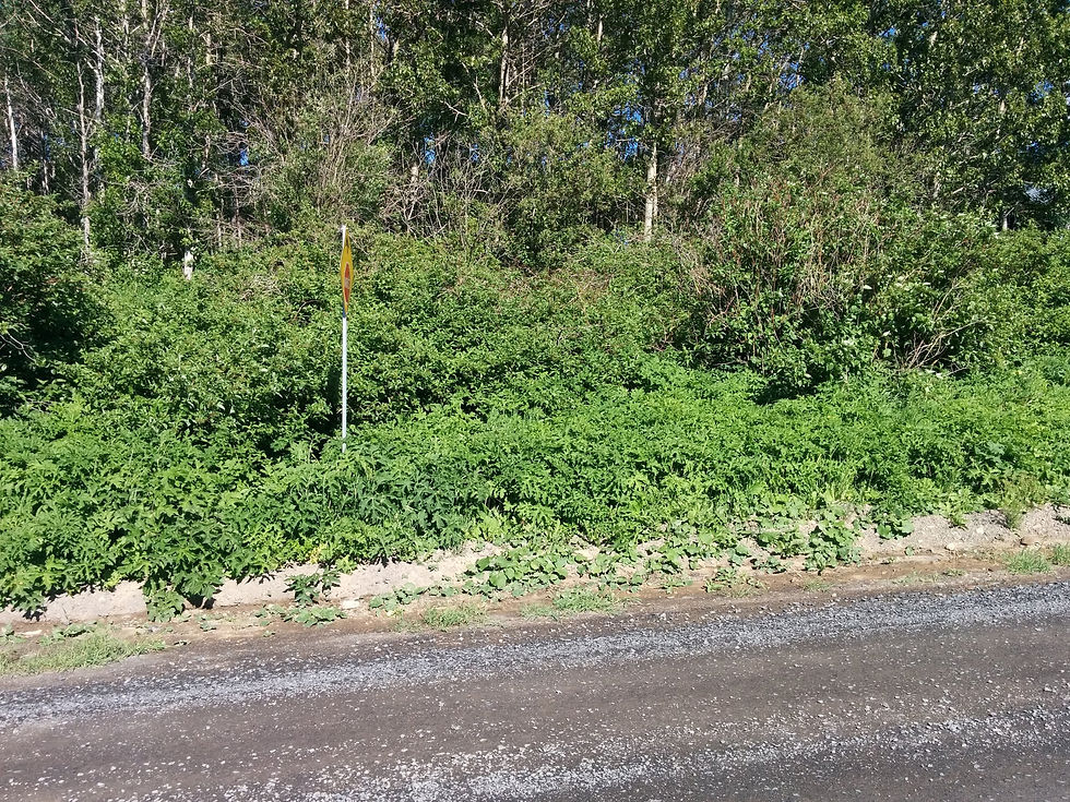 Une rue de la ville d'Amqui envahie par la Berce. Crédit photo: OBVMR
