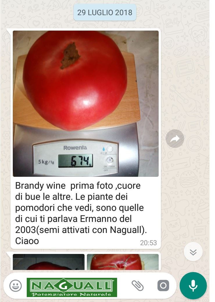 ortaggi pomodori orto omeopatia semi