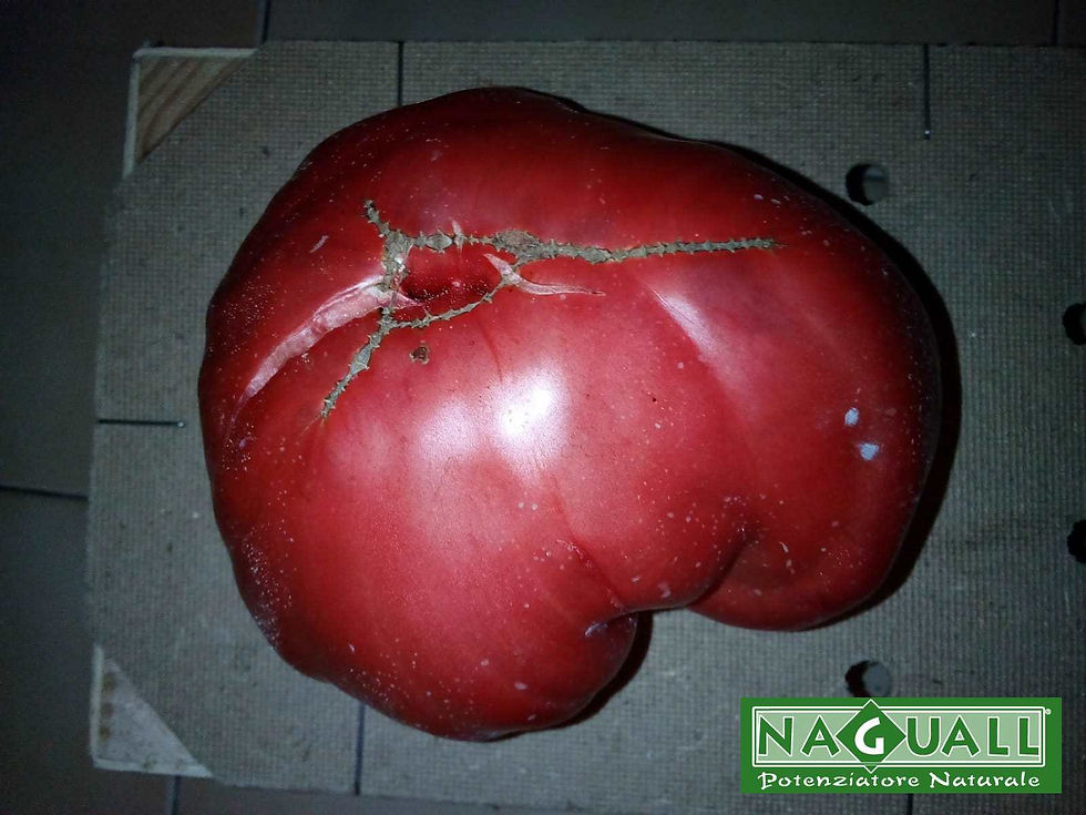 omeodinamica pomodori orto semi