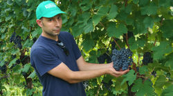 Vigneto trattato con Naguall