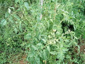 La curiosa esperienza di Ermanno con i semi di pomodori datati 2003