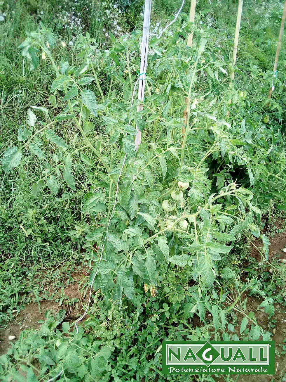 pomodori orto omeopatia ortaggi