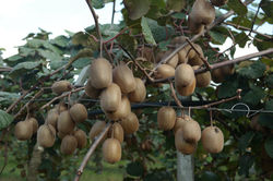 Kiwi trattati con Naguall