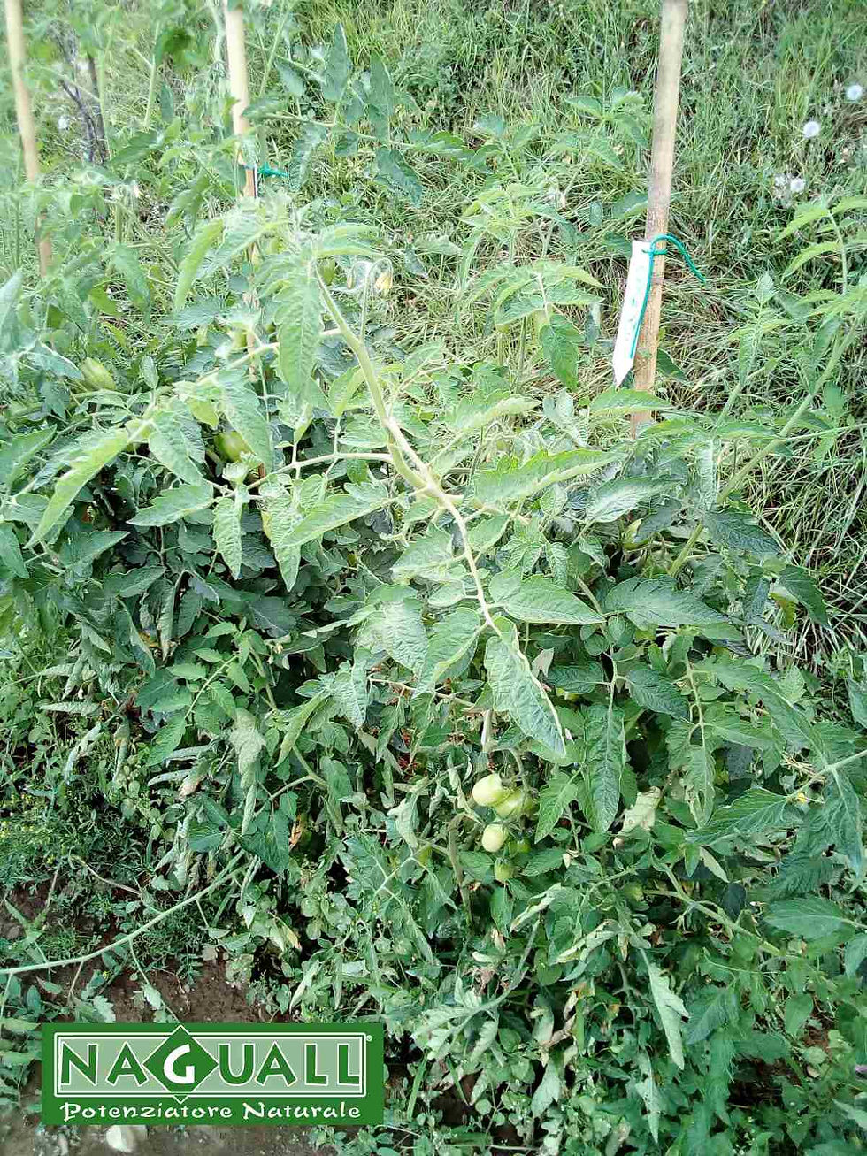 pomodoro omeopatia orto semi