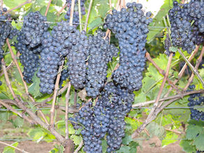 Trattamenti del vigneto con nutrizionale omeopatico in sostituzione dei concimi chimici