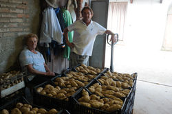 Patate dolci trattate con Naguall