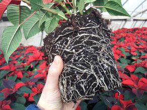 Agro Omeopatia in floricoltura: Stelle di Natale