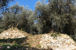 Oliveto Azienda Nardin