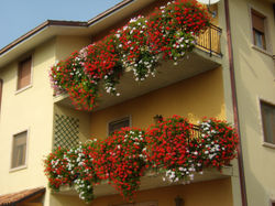 Gerani trattati con Naguall