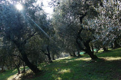 Oliveto trattato con Naguall