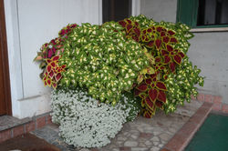 Coleus trattato con Naguall